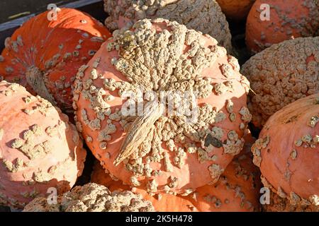 Großer orangefarbener 'Galeux d'Eysines'-Squash mit Warzen Stockfoto