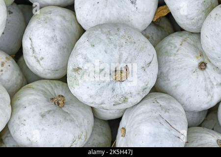 Draufsicht auf weiße japanische Hokkaido-Kabocha-Squashes Stockfoto