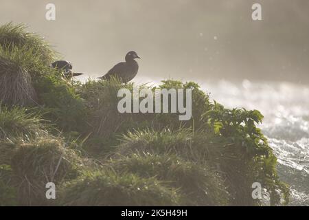 Harlequin Duck männlich, River Laxa, Island Stockfoto