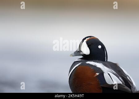 Harlequin Duck männlich, River Laxa, Island Stockfoto