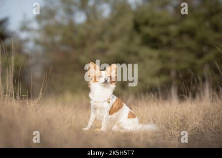 Nahaufnahme eines Chihuahua (Canis familiaris), der auf einem Feld sitzt Stockfoto