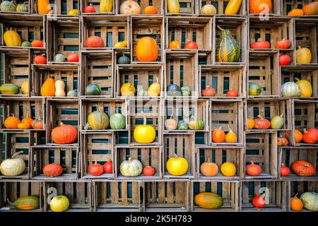 Haltern, Deutschland. 08. Oktober 2022. Einige der vielen geernteten Sorten werden in Obstkisten ausgestellt. Der Landhof Hawig, ein Bauernhof in der Nähe von Haltern im Münsterland, produziert jährlich bis zu 300 verschiedene Kürbissorten und verkauft sie an die Öffentlichkeit, serviert aber auch eine Vielzahl traditioneller Kürbiskuchen und Gerichte in seinem Café. Kredit: Imageplotter/Alamy Live Nachrichten Stockfoto