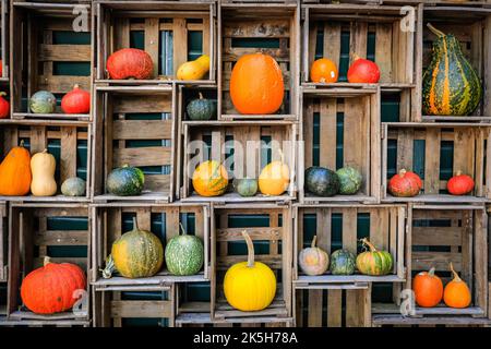 Haltern, Deutschland. 08. Oktober 2022. Einige der vielen geernteten Sorten werden in Obstkisten ausgestellt. Der Landhof Hawig, ein Bauernhof in der Nähe von Haltern im Münsterland, produziert jährlich bis zu 300 verschiedene Kürbissorten und verkauft sie an die Öffentlichkeit, serviert aber auch eine Vielzahl traditioneller Kürbiskuchen und Gerichte in seinem Café. Kredit: Imageplotter/Alamy Live Nachrichten Stockfoto