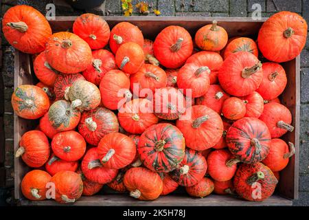 Haltern, Deutschland. 08. Oktober 2022. Eine feuerrote Sorte auf dem Display. Der Landhof Hawig, ein Bauernhof in der Nähe von Haltern im Münsterland, produziert jährlich bis zu 300 verschiedene Kürbissorten und verkauft sie an die Öffentlichkeit, serviert aber auch eine Vielzahl traditioneller Kürbiskuchen und Gerichte in seinem Café. Kredit: Imageplotter/Alamy Live Nachrichten Stockfoto