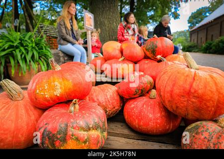 Haltern, Deutschland. 08. Oktober 2022. Besucher sitzen und wählen ihre Früchte aus, abgebildet eine große, leuchtend rote Sorte. Der Landhof Hawig, ein Bauernhof in der Nähe von Haltern im Münsterland, produziert jährlich bis zu 300 verschiedene Kürbissorten und verkauft sie an die Öffentlichkeit, serviert aber auch eine Vielzahl traditioneller Kürbiskuchen und Gerichte in seinem Café. Kredit: Imageplotter/Alamy Live Nachrichten Stockfoto