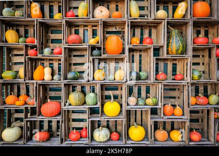 Haltern, Deutschland. 08. Oktober 2022. Einige der vielen geernteten Sorten werden in Obstkisten ausgestellt. Der Landhof Hawig, ein Bauernhof in der Nähe von Haltern im Münsterland, produziert jährlich bis zu 300 verschiedene Kürbissorten und verkauft sie an die Öffentlichkeit, serviert aber auch eine Vielzahl traditioneller Kürbiskuchen und Gerichte in seinem Café. Kredit: Imageplotter/Alamy Live Nachrichten Stockfoto