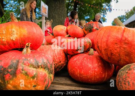 Haltern, Deutschland. 08. Oktober 2022. Besucher sitzen und wählen ihre Früchte aus, abgebildet eine große, leuchtend rote Sorte. Der Landhof Hawig, ein Bauernhof in der Nähe von Haltern im Münsterland, produziert jährlich bis zu 300 verschiedene Kürbissorten und verkauft sie an die Öffentlichkeit, serviert aber auch eine Vielzahl traditioneller Kürbiskuchen und Gerichte in seinem Café. Kredit: Imageplotter/Alamy Live Nachrichten Stockfoto