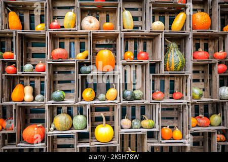 Haltern, Deutschland. 08. Oktober 2022. Einige der vielen geernteten Sorten werden in Obstkisten ausgestellt. Der Landhof Hawig, ein Bauernhof in der Nähe von Haltern im Münsterland, produziert jährlich bis zu 300 verschiedene Kürbissorten und verkauft sie an die Öffentlichkeit, serviert aber auch eine Vielzahl traditioneller Kürbiskuchen und Gerichte in seinem Café. Kredit: Imageplotter/Alamy Live Nachrichten Stockfoto