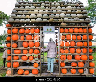 Haltern, Deutschland. 08. Oktober 2022. Gisela, die durch eine Tür in das dekorative „Kürbishaus“ guckt, ist aus dem nahe gelegenen Dortmund angereist, um Kürbisse auf dem Hof zu kaufen. Der Landhof Hawig, ein Bauernhof in der Nähe von Haltern im Münsterland, produziert jährlich bis zu 300 verschiedene Kürbissorten und verkauft sie an die Öffentlichkeit, sowie serviert in seinem Café eine Vielzahl traditioneller Kürbisgerichte. Kredit: Imageplotter/Alamy Live Nachrichten Stockfoto