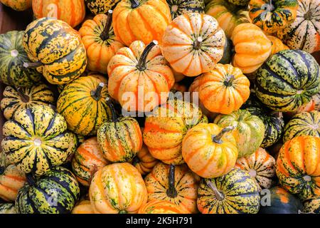 Haltern, Deutschland. 08. Oktober 2022. Dekorative Baby-Kürbisse auf dem Display. Der Landhof Hawig, ein Bauernhof in der Nähe von Haltern im Münsterland, produziert jährlich bis zu 300 verschiedene Kürbissorten und verkauft sie an die Öffentlichkeit, serviert aber auch eine Vielzahl traditioneller Kürbiskuchen und Gerichte in seinem Café. Kredit: Imageplotter/Alamy Live Nachrichten Stockfoto