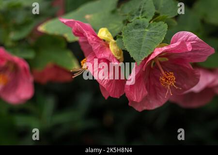 Rotvene abutilon oder Abutilon pictum, umstritten, rote Vene indischer Malvenschwalbe, chinesische Laterne. Stockfoto