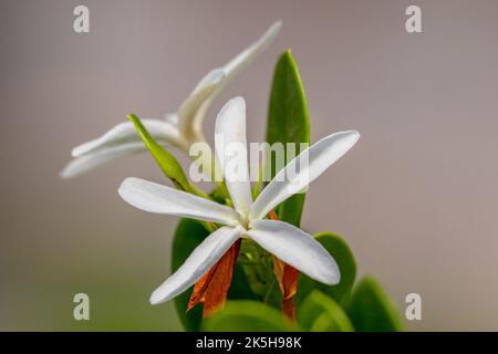 Eine Nahaufnahme einer Natal Plum auf einem verschwommenen Hintergrund Stockfoto