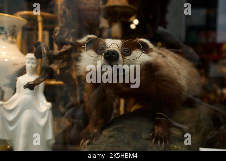 Lustiger, anthropomorpher Dachs mit Brille in einem Antiquitätengeschäft (Vintage anthropomorphe Taxidermy) Stockfoto