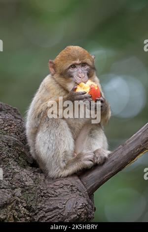 Junger Barbary Macaque (Macaca sylvanus), der Früchte in einem Baum isst Stockfoto