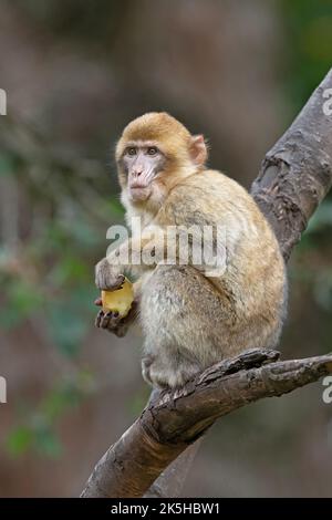 Junger Barbary Macaque (Macaca sylvanus), der Früchte in einem Baum isst Stockfoto