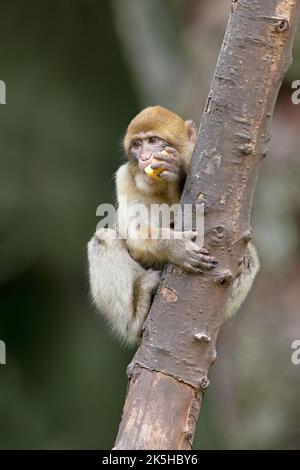 Junger Barbary Macaque (Macaca sylvanus), der Früchte in einem Baum isst Stockfoto