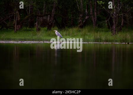 Graureiher stand auf einem grasbewachsenen Ufer neben einem See. Ein Reiher, der im hohen Gras eines Feuchtgebiets fischt, seine Spiegelung im Wasser. Loch Lomond, Großbritannien. Stockfoto