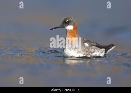 Rothals Phalarope, schwimmen, Island Stockfoto