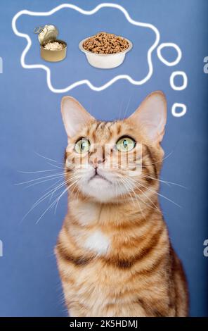 Porträt einer lustigen Katze, die über Nahrung nachdenkt. Bengalische Katze und Gedankenwolke. Stockfoto