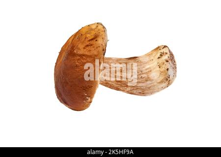 Weißer Pilz isoliert auf weißem Hintergrund geschält Stockfoto