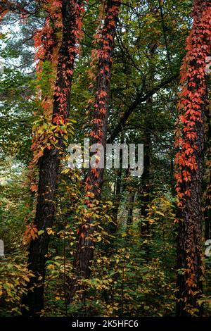 Herbsthintergrund Baumrinde mit roten Virginia kriechend Blätter. Parthenocissus quinquefolia, Virginia Creeper, Woodbine rote Blätter auf dem Baum in Kiefer Stockfoto