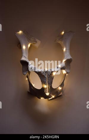 Halloween Kuhschädel mit Girlande Lichter innen auf weißem Hintergrund. Halloween-Dekorationen. Stockfoto