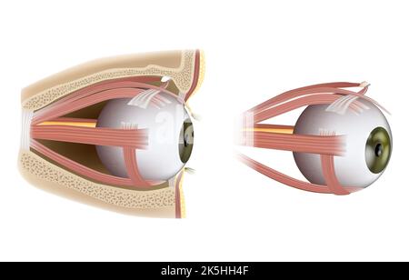 Extraokulare Muskeln Des Menschlichen Auges. Augenheilkunde. Augen Muskeln in der Seitenansicht. Vektorgrafik Stockfoto