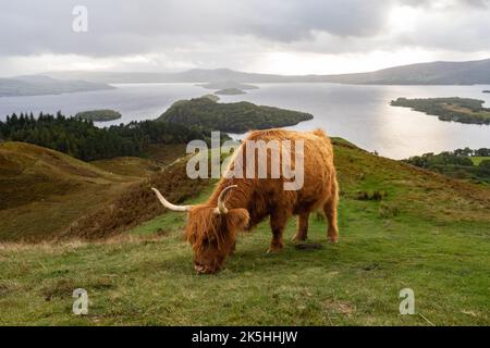 Conic Hill, Loch Lomond, Schottland, Großbritannien. 8. Oktober 2022. Wetter in Großbritannien - unter grauem Himmel frisst eine Hochlandkuh friedlich auf den grasbewachsenen Hängen des Conic Hill, Loch Lomond im verblassenden Nachmittagslicht.Quelle: Kay Roxby/Alamy Live News Stockfoto