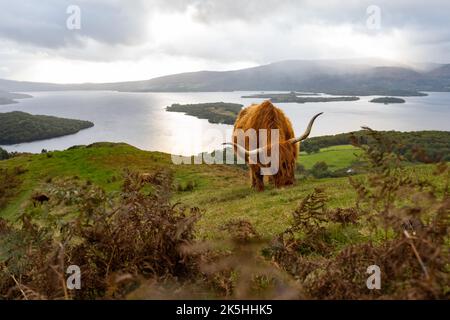 Conic Hill, Loch Lomond, Schottland, Großbritannien. 8. Oktober 2022. Wetter in Großbritannien - unter grauem Himmel frisst eine Hochlandkuh friedlich auf den grasbewachsenen Hängen des Conic Hill, Loch Lomond im verblassenden Nachmittagslicht.Quelle: Kay Roxby/Alamy Live News Stockfoto