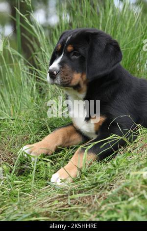 Entzückender Welpe des Schweizer Großhundes, der im Garten liegt Stockfoto