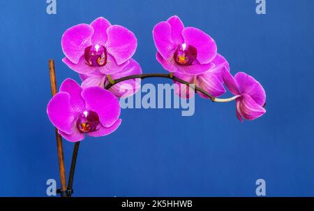 Der Zweig der Fliederorchideen auf blauem Hintergrund Stockfoto