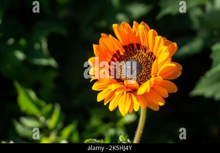 Venidium Orange Cape Daisy oder Monarch of the VELDT Single schöne lebendige Blume im Freien, Arctotis fastuosa, verschwommener grüner Hintergrund mit Kopierraum. Stockfoto