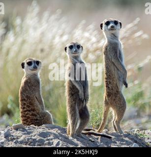 Drei Erdmännchen stehen in Folge auf der Aussichtsplattform, Südafrika Stockfoto