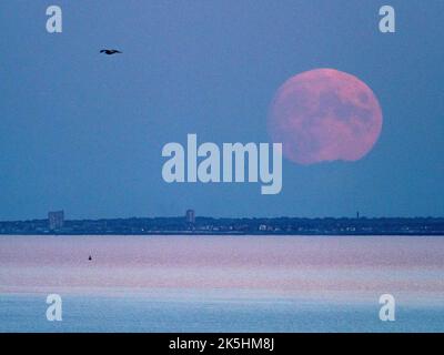 Warden Bay, Kent, Großbritannien. 8. Oktober 2022. Wetter in Großbritannien: Der fast volle Hunter's Moon, der über der Kent-Küste über Margate und Reculver aufsteigt, wurde von Warden Bay, Kent, aufgenommen. Bild: Turmblöcke in Margate. Kredit: James Bell/Alamy Live Nachrichten Stockfoto