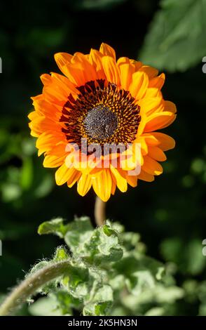 Venidium Orange Cape Daisy oder Monarch of the VELDT Single schöne lebendige Blume im Freien, Arctotis fastuosa, verschwommener grüner Hintergrund mit Kopierraum. Stockfoto