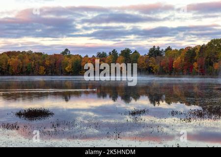 Ein Paar Trompeter-Schwäne schwimmen im frühen Morgenlicht auf dem Little Clam Lake im Norden von Wisconsin. Stockfoto