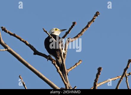 Weißer Specht (Melanerpes candidus), Erwachsener, der auf dem toten Baum Mato Grosso, Brasilien, thront Juli Stockfoto