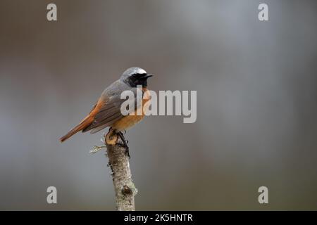 Rotbeginn, Phoenicurus phoenicurus, Thursley Common Stockfoto