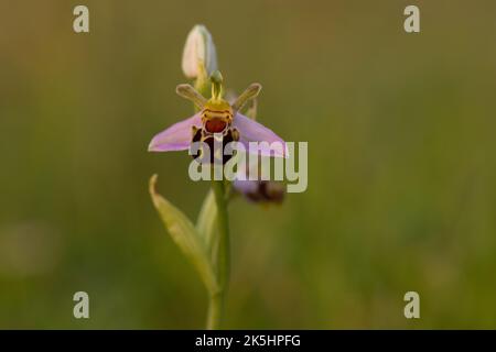 Bienenorchidee, Ophrys apifera, Rodbrough Common Stockfoto