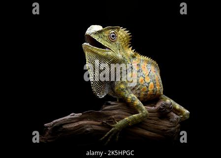 Boyds Walddrache (Lophosaurus boydii) auf einem Stück Holz, Indonesien Stockfoto