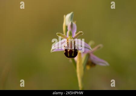 Bienenorchidee, Ophrys apifera, Rodbrough Common Stockfoto