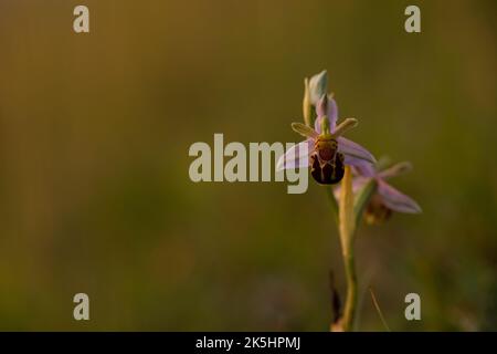Bienenorchidee, Ophrys apifera, Rodbrough Common Stockfoto