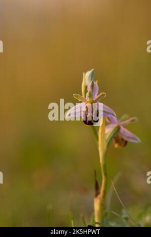 Bienenorchidee, Ophrys apifera, Rodbrough Common Stockfoto