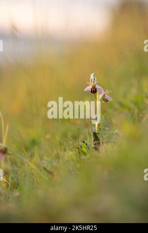 Bienenorchidee, Ophrys apifera, Rodbrough Common Stockfoto
