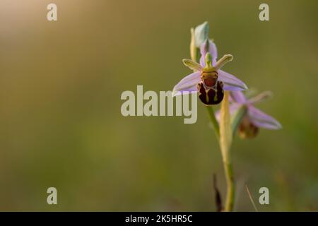 Bienenorchidee, Ophrys apifera, Rodbrough Common Stockfoto