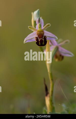 Bienenorchidee, Ophrys apifera, Rodbrough Common Stockfoto