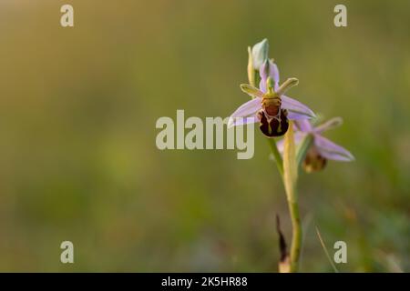 Bienenorchidee, Ophrys apifera, Rodbrough Common Stockfoto