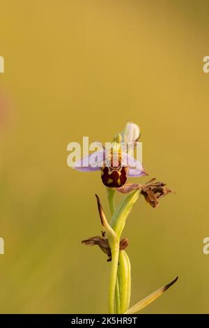 Bienenorchidee, Ophrys apifera, Rodbrough Common Stockfoto