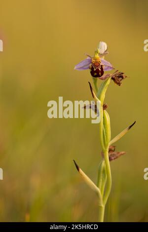 Bienenorchidee, Ophrys apifera, Rodbrough Common Stockfoto