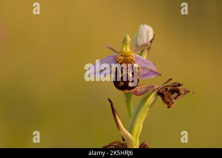 Bienenorchidee, Ophrys apifera, Rodbrough Common Stockfoto